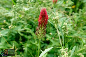 Trifolium incarnatum